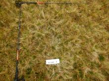 Sgurr nan Each NH 1869 Plot A overview