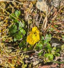 This photo from elsewhere on the ridge of the Ranunculus common in plot B