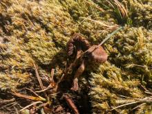 Cortinarius species in plot B. Dried at ~38⁰ included separately.