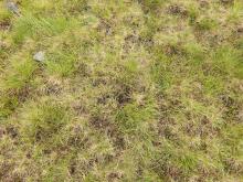 Sparse grassland with signs of recent dehydration.