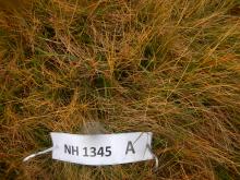 Maoile Lunndaidh plot A close up