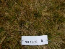 Sgurr nan Each NH1869 Plot A close up
