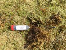 Moss samples taken from Sgorr DhonuillAt NN 03847 55536