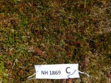 Sgurr nan Each NH 1869 Plot C close up
