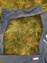 Beinn Bheoil - Sample site A (Grass) - Trousers used as 1m quadrant 