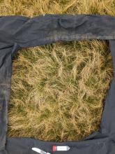 Ben Alder - Sample site C (Grass) - Trouser 1m quadrant