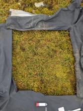 Ben Alder - Sample site B (Moss) - Trouser 1m quadrant