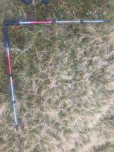 Sampling grid square C - grass on Ben Wyvis