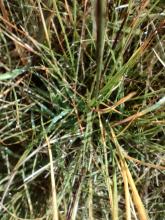 Ben more site (A) grass. Micro Image.