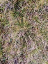 Stob binnein site (A) grass. Main image 