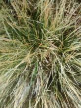 Stob binnein site (A) grass. Micro 