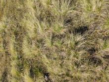 Photo of vegetation type C (Grass)