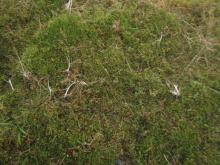 Meall Ghaordaidh samples site C