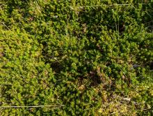 Meall na Teanga; Plot A - Shrub (Closeup); NN 21906 92971