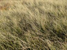 Meall na Teanga; Plot C - Grass (Closeup); NN 22029 92438