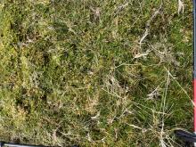 Point A area Moss heath