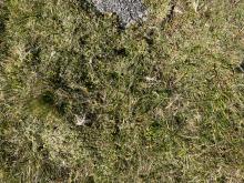 Point C area away from stone. Dwarf shrub