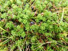 Stob a'Choire Odhair NN2545 Plot C Vegetation