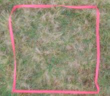 7. Plot C - Grass