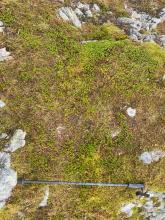 Mossy vegetation where the sample was taken