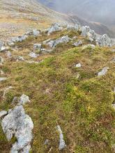 Mossy vegetation where the sample was taken