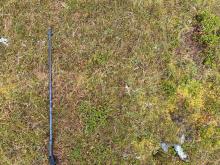 Mossy vegetation where the sample was taken