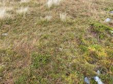 Mossy vegetation where the sample was taken