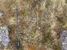 Shrubby vegetation where the sample was taken