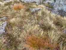 Shrubby vegetation where the sample was taken