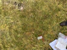 A Silva type 4 compass with red string lying on mossy ground