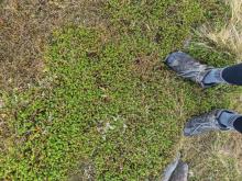 Dwarf-Shrub Heath section of Stob Ban NN 1465