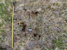 Site A showing sampling sites